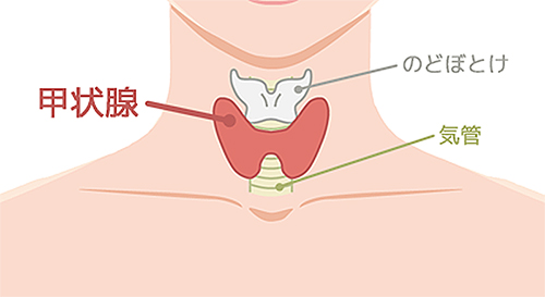 甲状腺